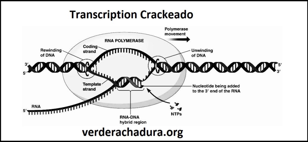 Transcription Keygen