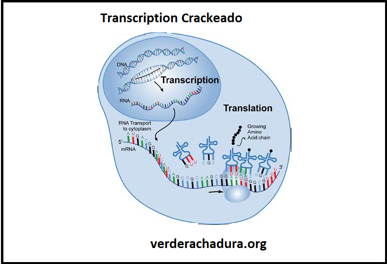 Transcription Crackeado